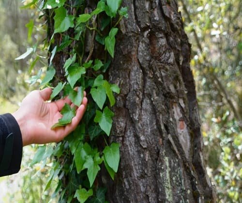 Via Verda - Team Building